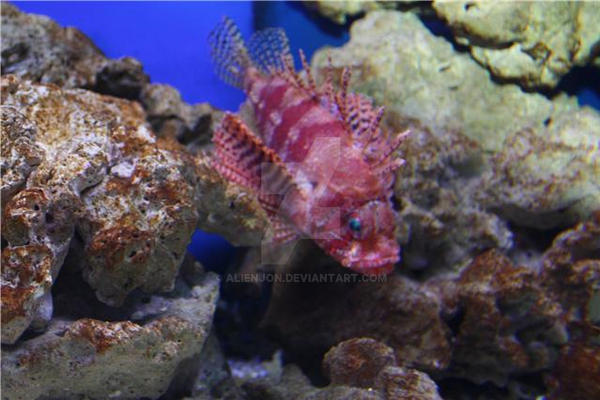 Spikey Fish by alienjon on DeviantArt