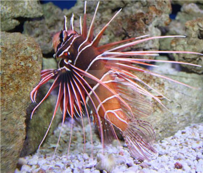 Spikey Fish 2 by alienjon on DeviantArt