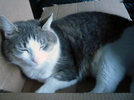 Kitty in Box II