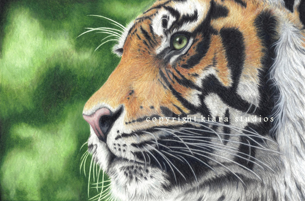 Realistic Colored Pencil Tiger By Kiarastudios On DeviantArt realistic-colored-pencil-tiger-by-kiarastudios-on-deviantart