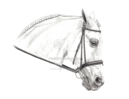 Half Arabian Pencil Drawing