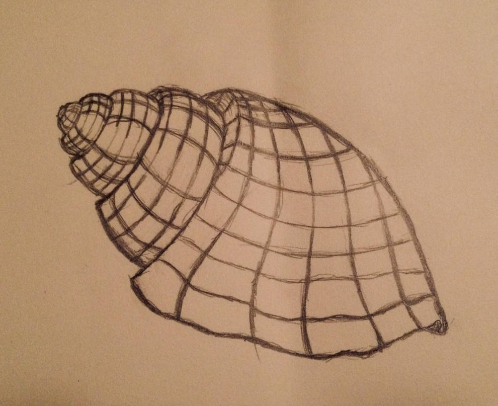 Shell Grid by TealNightstern on DeviantArt