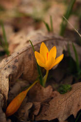 crocus