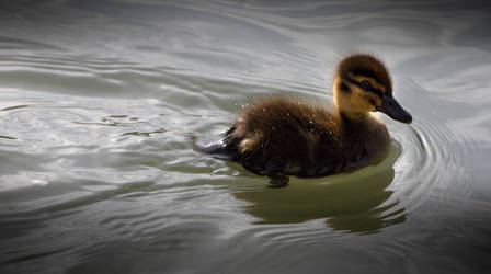 Duckling