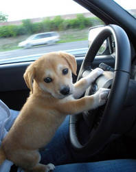 driver dog