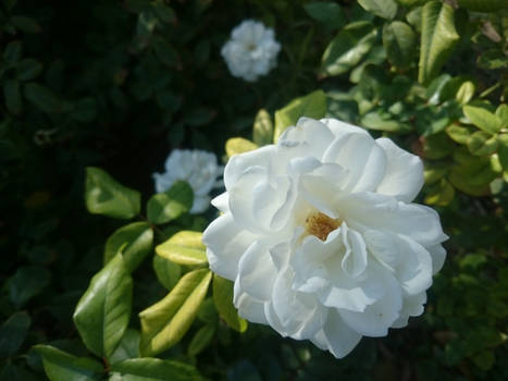 White Rose