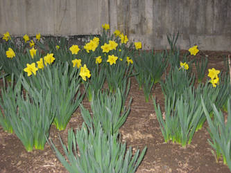 daffodils