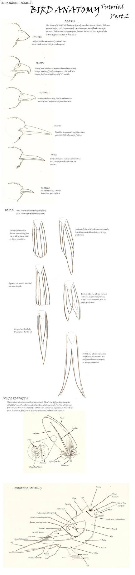 Bird Tutorial Part 2