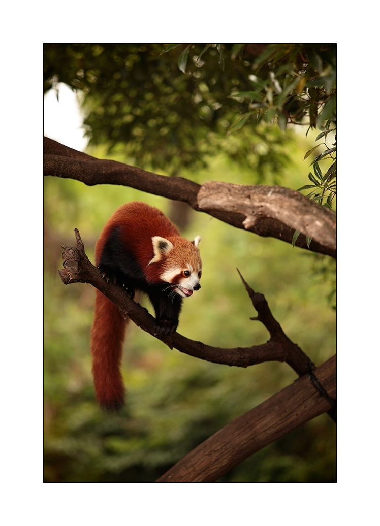 Red Panda