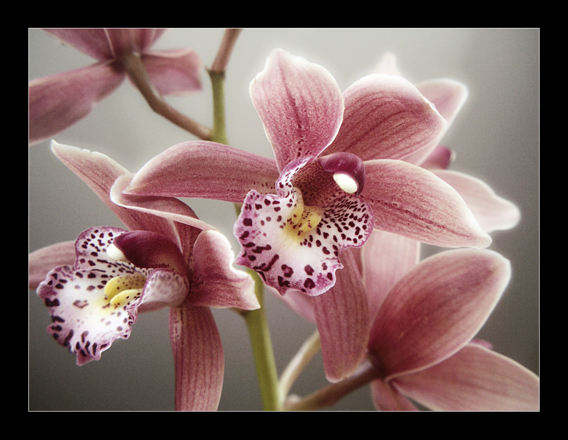 Orchids