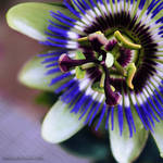 Passionflower by Kheiraa