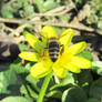 Bee on the flower of lesser celandine