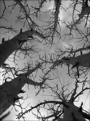 Branches