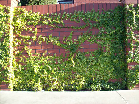 ivy brick wall 02