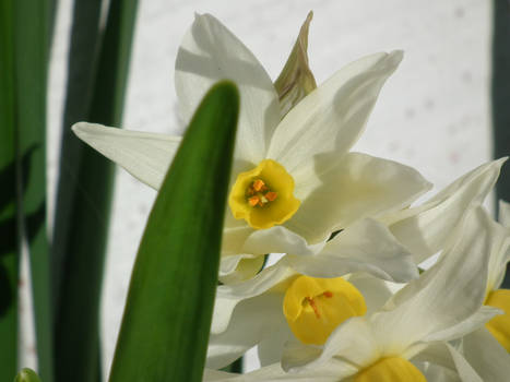 Jonquil Macro 02