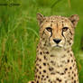 Guepard