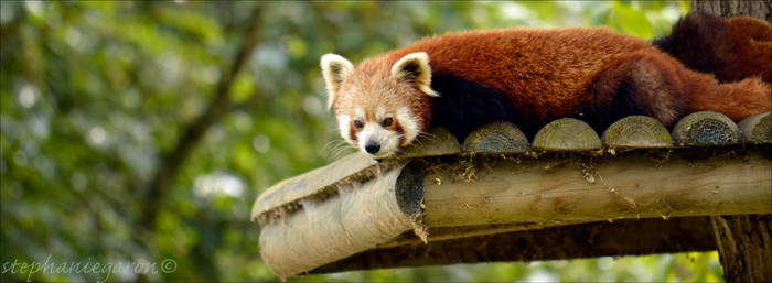 Red panda