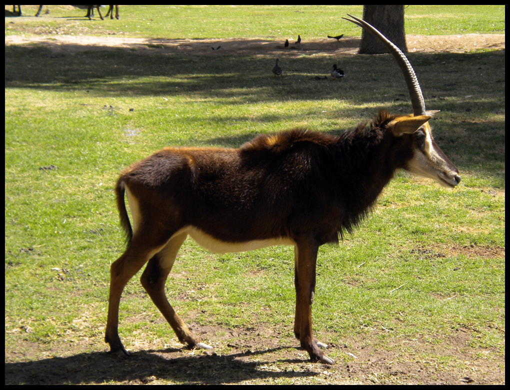 Arizona 2011 - Ibex Maybe