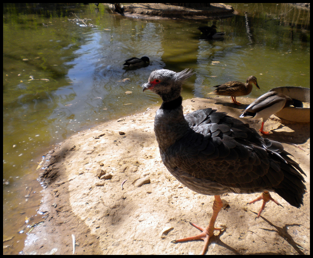 Arizona 2011 - Grey Bird