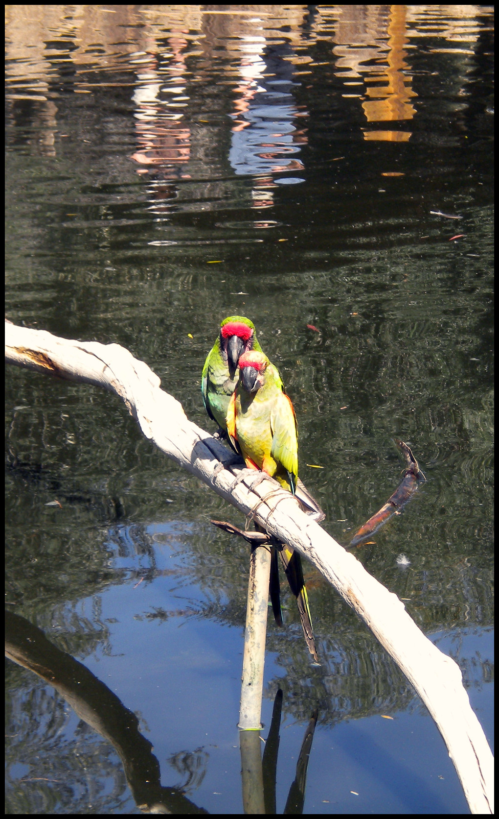 Arizona 2011 - Parrots C