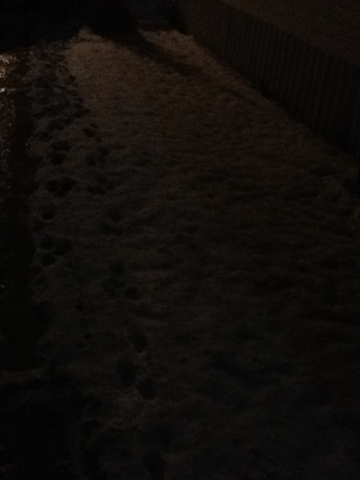 Snow at Night 2