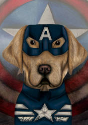 The captain america doggy