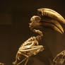 Bird skeleton-5