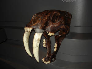 Saber tooth tiger skull-1