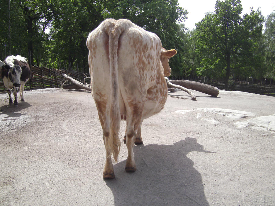 Single Cow Rear Cow rear by Flyg-stock on DeviantArt