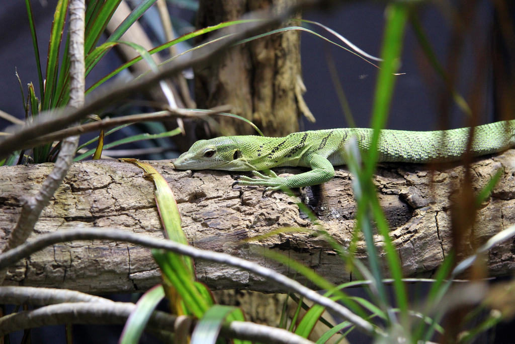 ZSL London Zoo_13