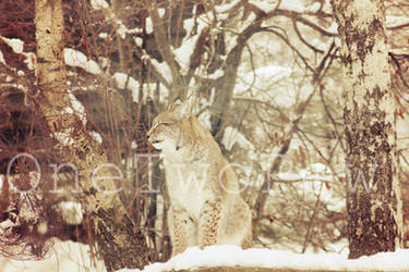 Lynx 1