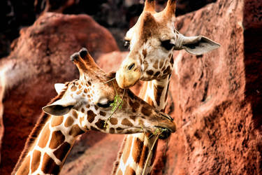 Giraffes