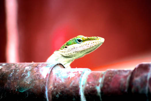 Gecko 2
