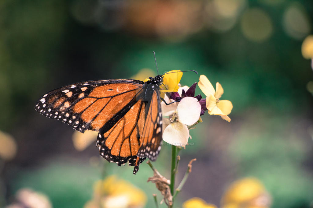 Spring Butterfly by VictoriousVictoria on DeviantArt
