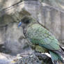 Kea