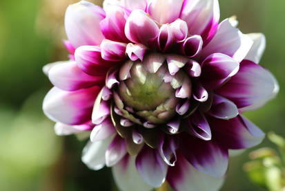 Dahlia