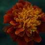 Marigold