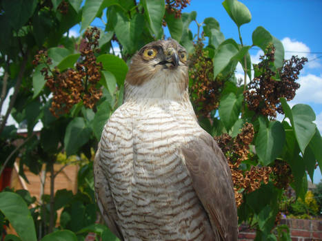 Sparrowhawk