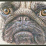 Pug - ACEO