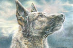 German Shepherd by Carol-Moore