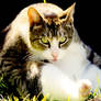 Stock Animal - Tabby Cat