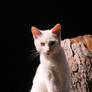 Stock White Cat 1