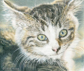 Barnyard Kitten - Color Pencil Kit 1