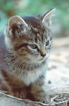 Stock Animal - Kitten 3 by Carol-Moore