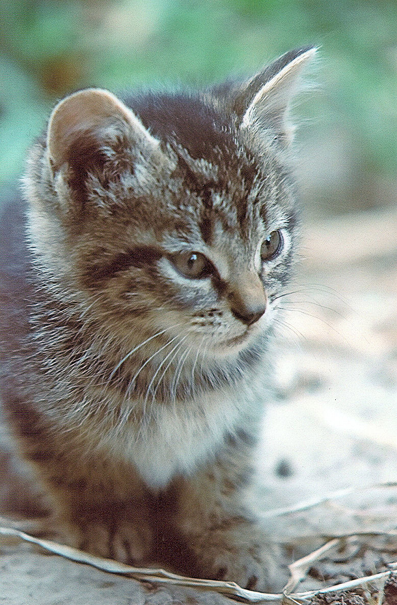 Stock Animal - Kitten 3