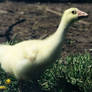 Animal Stock - Goose 1