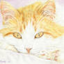 Orange and White Tabby OSWOA