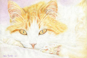 Orange and White Tabby OSWOA