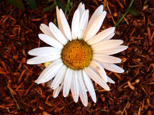 Stock Flower Daisy 2