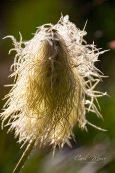 Pasqueflower